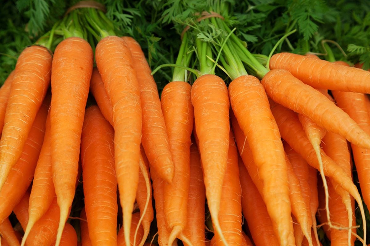 Carrot